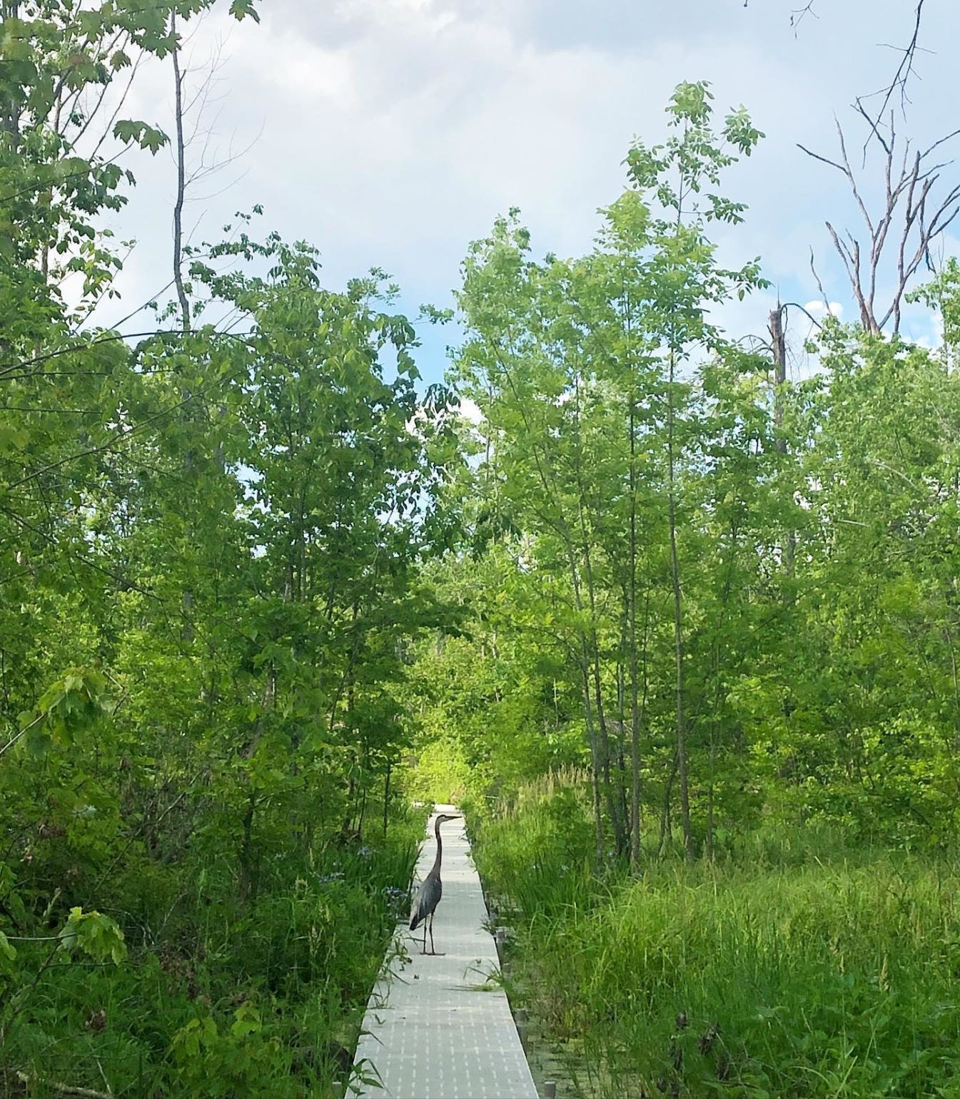 Blue Herron at Beanblossom Nature Preserve